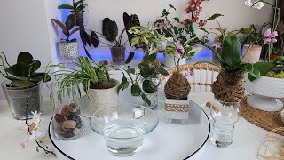 Kokedama (Yosun Topu) Bakım Ve Sulaması