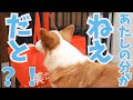 長男からお土産が届いたが自分の分がなかったコーギー犬