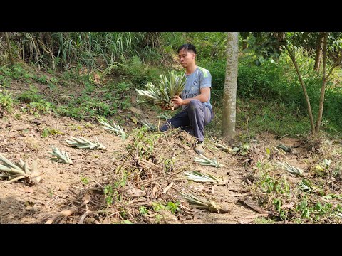 Video: Pitahaya drakfrukt: tips om att odla drakfruktträd