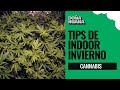 Tips de indoor para invierno