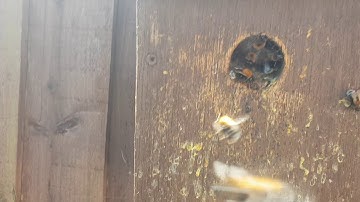 Bumble Bees nest in a bird box! Humane relocation.