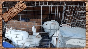 How Old Do Rabbits Have To Be To Breed