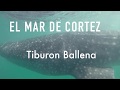 Mundo Liquido; Tiburon Ballena @mundoliquidos