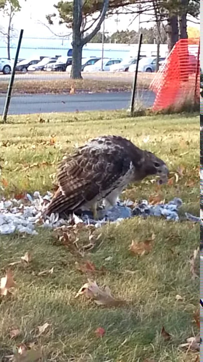 Harry Hawk Eating Gourmet Dinner