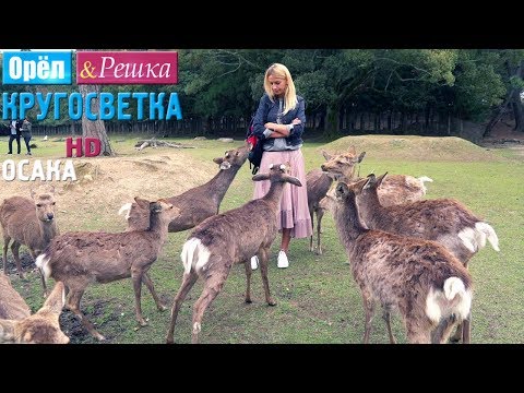 Видео: Лучшие развлечения в Осаке