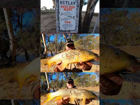 Giant Carp Fishing