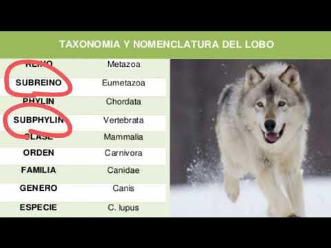Video: ¿Qué es la sistemática en taxonomía?