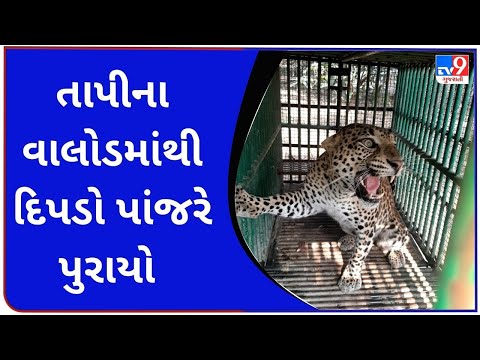 દીપડો પૂરાયો પાંજરે |tv9gujaratinews