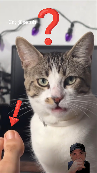 Reaksi kucing cium bau kaki #funny #cat #cute #imut #memes #comedy #reaction #catshorts #catlovers