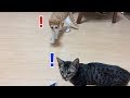 ネコが嫌がる音が出るアプリ「超音波バリア」を試してみた（20171031)【すず/コテツ】