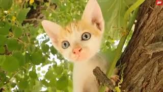 EARRAPE of a cat meowing (waring loud duh)
