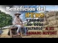 Beneficios del heno y porqu no debe faltarle a su ganado bovino