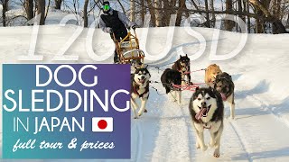 Dog Sledding in Hokkaido Japan 🐺🗾 Full guide & prices 日本狗拉雪橇 犬ぞり 日本