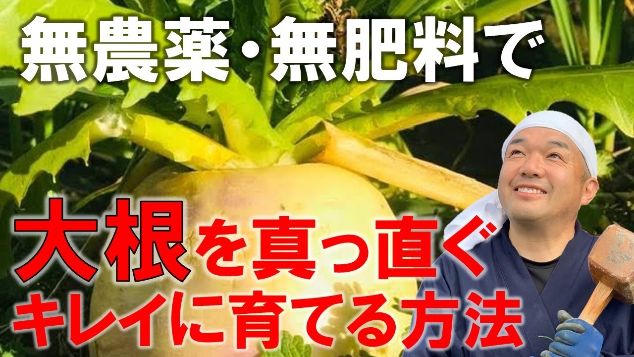 How to grow straight, beautiful radishes without pesticides or 