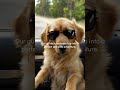 The fatal car mistake 99% of dog owners make