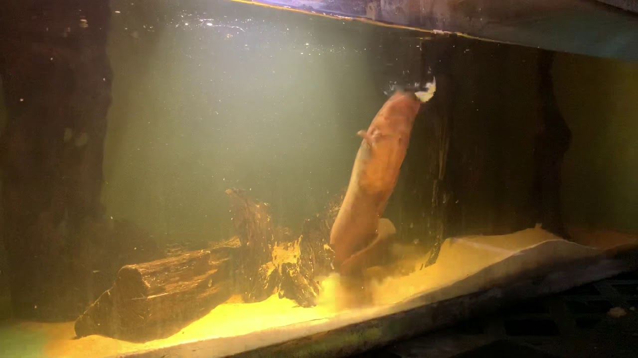 electric eel feeding YouTube