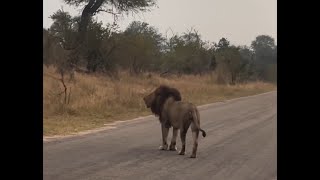 One of the three Biyamiti Male Lion on early morning territorial patrol | Kruger | 26 May 2024