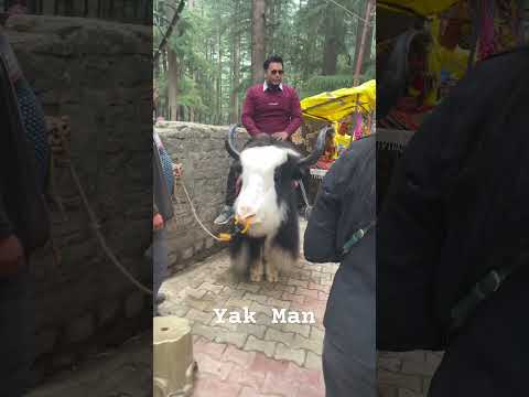 Yak Man #shorts