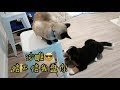 Siamese cat louis vs bernese mountain dog maverick