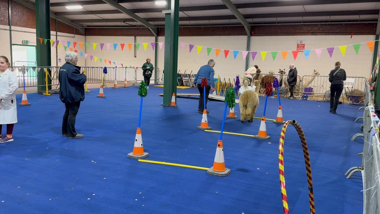 Junior handling at the National Alpaca Show.