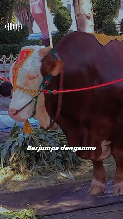 sapi kontes