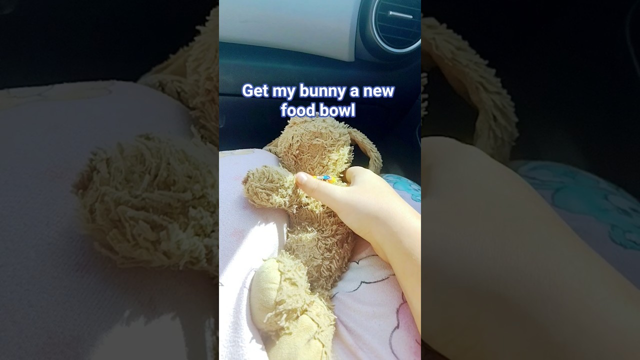 get my bunny a new food bowl 