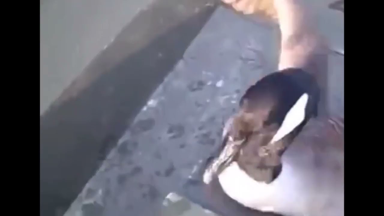 Canadian goose freaks out at a dog