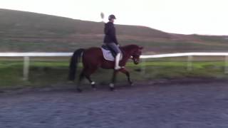 Flying Quick Step (Sold)