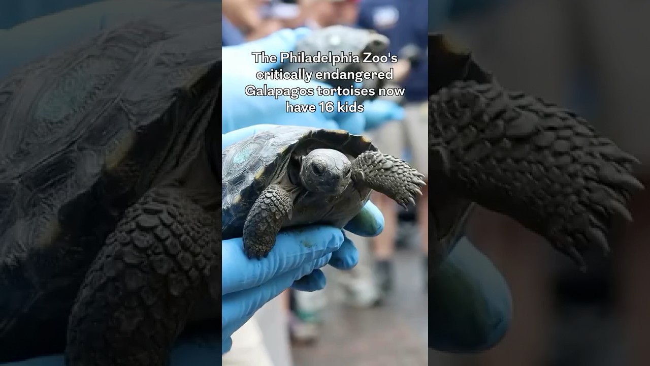 The Philadelphia Zoo's critically endangered Galapagos tortoises now have 16 kids