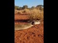 The Deadliest Venom Dose? Meet the Mulga Snake 🇦🇺 #fypシ #fyp #fypシ゚viral #goviral