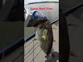 ''They Were CRUSHING a Carolina Rig on Toledo Bend'' #bassfishing #fishing #fishingshorts