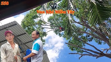Vua Khỉ giao lại cho đệ tử cưa cây Sao lớn sẽ ... như thế nào ??? (phần 3). Cutting giant golden oak