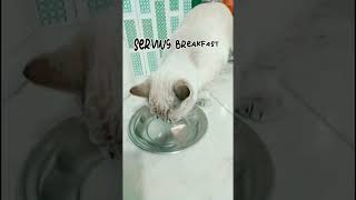 Boiled Chicken In Breakfast