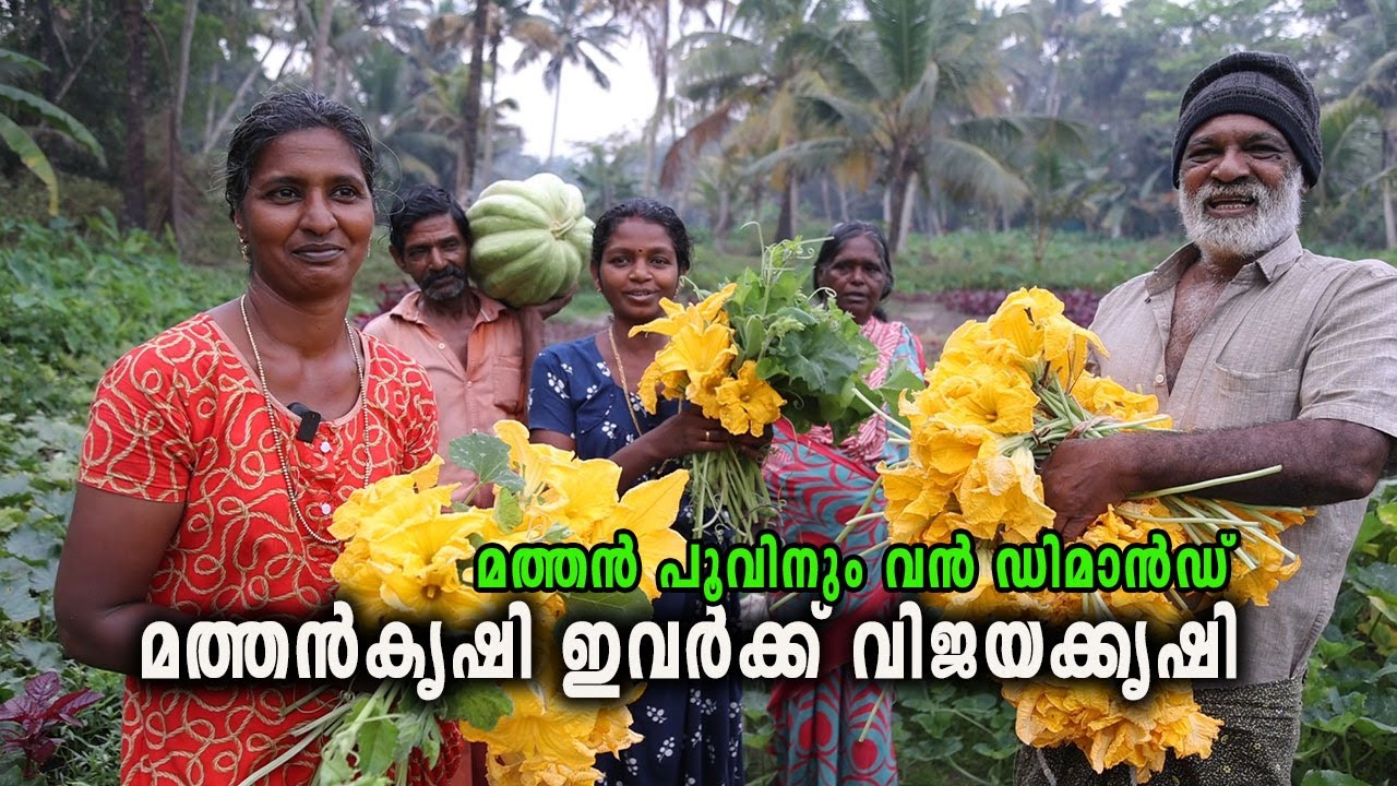 മത്തൻ പൂവ് വാങ്ങാൻ ഇവിടെ ആളുകളുടെ തിരക്കാണ് Pumpkin Farming Success Story Kerala Cherthala