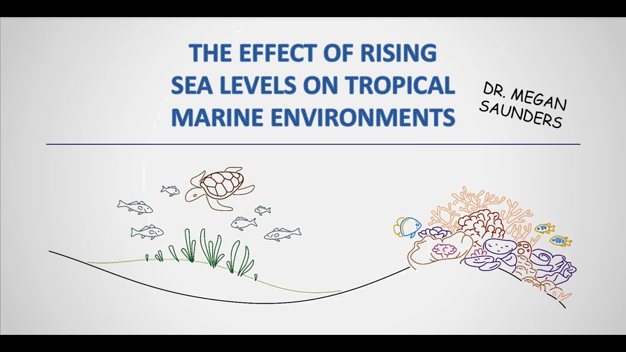 The Effect of Rising Sea Levels on Tropical Marine Environments