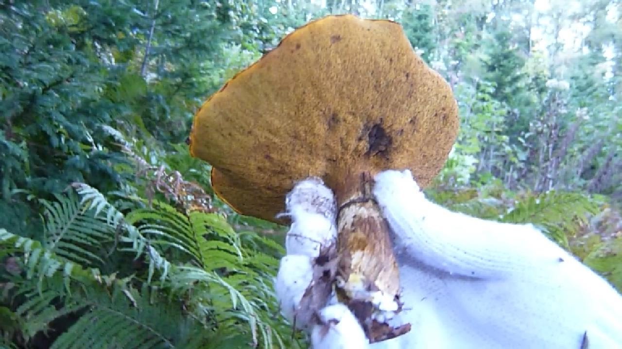 北海道秘密の場所 2016年10月01日339早朝きのこ狩り2箇所目 らくよう(キノコ山の様子 札幌近郊)ジムニー mushroom