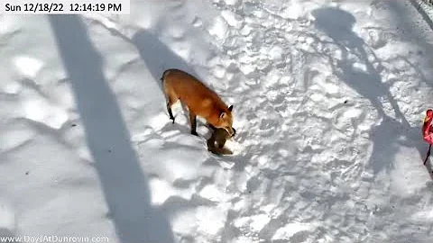 Dunrovin Ranch Video_2022-12-18...   Fox Gets Two ...