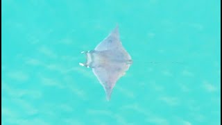 Devil Ray Does A Backflip Out Of The Water