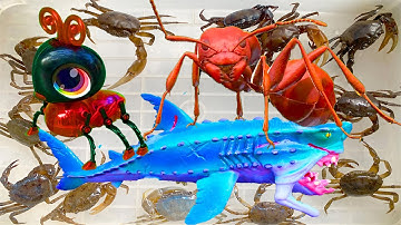 Kem Ốc Chanel và con kiến ba khoang đi bắt cá mập thủy quái, kiến lửa, cứu con cua, con cá, Zombie.