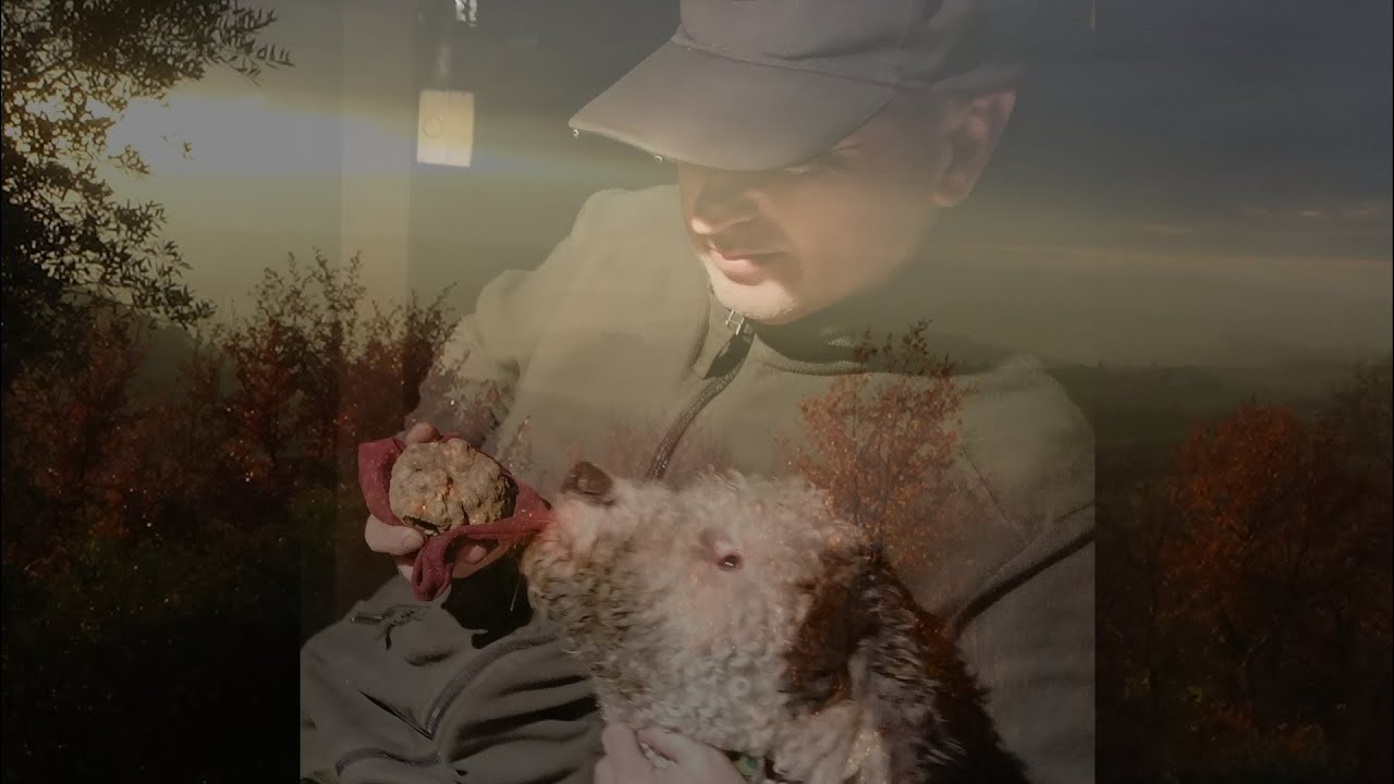 TARTUFO BIANCO PREGIATO (TUBER MAGNATUM -PICO) : L'ORO DI WILLY