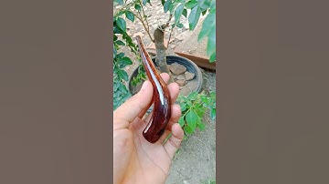 pipa rokok galeh asem super lengkung #shorts