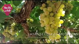 طفرة من العنب الفليم (layanseedlees) أو الفليم الأبيض للعام الثالث على التوالي