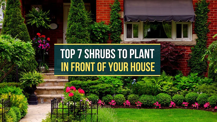 TOP 7 SHRUBS TO PLANT IN FRONT OF YOUR HOUSE ✅ - DayDayNews
