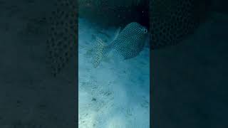 Diving with Chris Brockman Dominican Republic