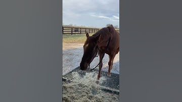 Clicker Trailer Loading Jan 2022