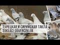 Турецкая и сирийская такла. Taklacı güvercinler. Top collection of pigeons.