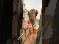 شوفوا الجمل ايش اختار 🍦😍‼️ #shorts