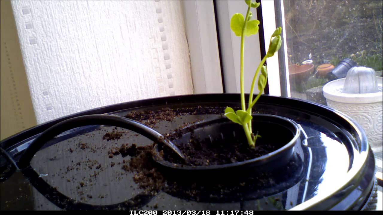 Timelapse Hydroponic pea 3days growth YouTube