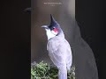 Calls Of Red Whiskered Bulbul Shorts Birdsofindia Bulbul Calls Of Red Whiskered Bulbul Shorts Birdsofindia Bulbul