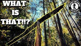 Huge YOWIE mega-structure || Searching for the Australian Sasquatch in new secret location